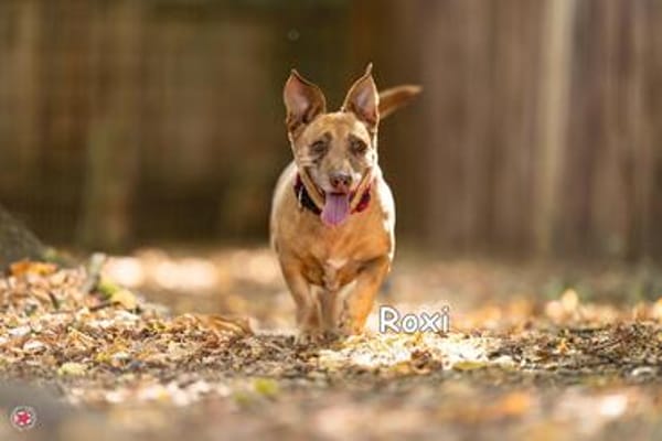 ROXI