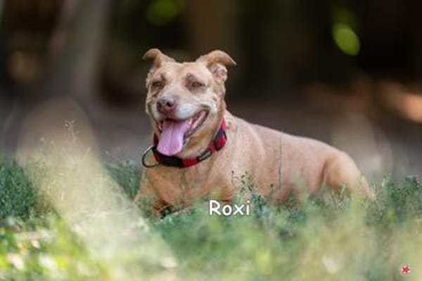 ROXI