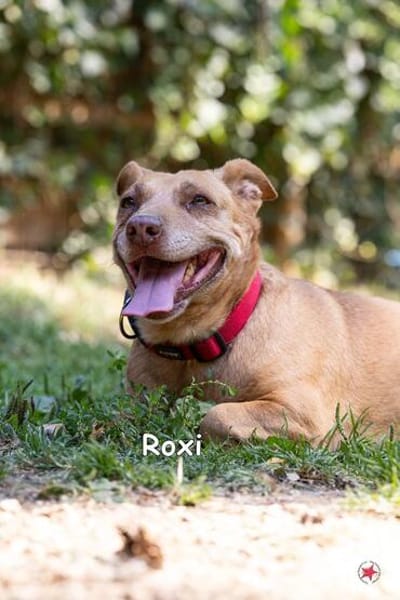 ROXI