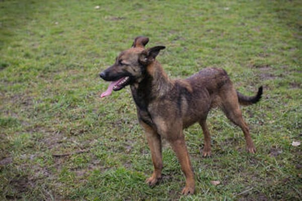STELLA  Malinois-Mix-Hündin mit ganz viel Lebensfreude