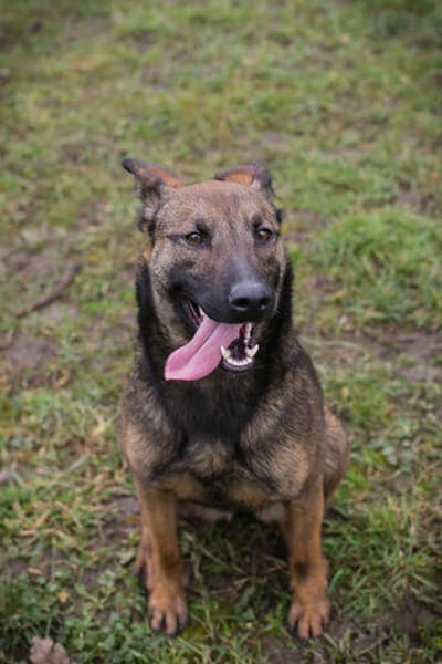 STELLA  Malinois-Mix-Hündin mit ganz viel Lebensfreude