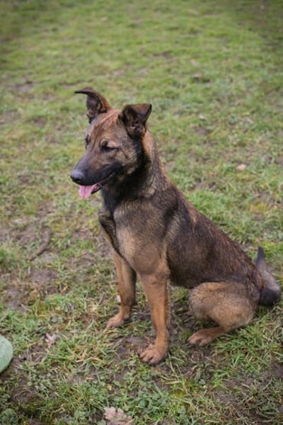 STELLA  Malinois-Mix-Hündin mit ganz viel Lebensfreude