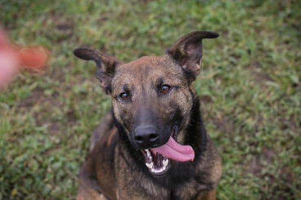 STELLA  Malinois-Mix-Hündin mit ganz viel Lebensfreude