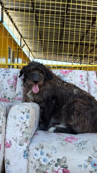 Fuzzy sucht sein Für-immer-Zuhause oder eine Pflegestelle
