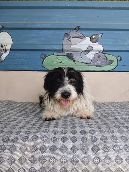 Nala sucht ihr Für-immer-Zuhause oder eine Pflegestelle