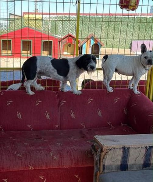 Nala sucht ihr Für-immer-Zuhause oder eine Pflegestelle
