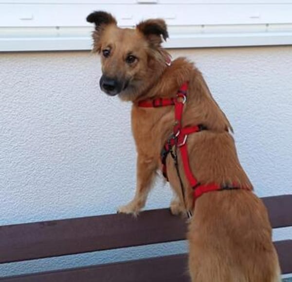 aktive & verschmuste DANI sucht einfühlsames Zuhause