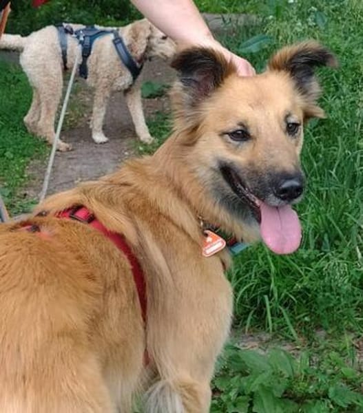 aktive & verschmuste DANI sucht einfühlsames Zuhause