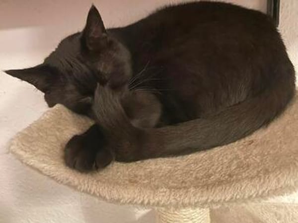 Gina sucht ein ruhiges, liebevolles Zuhause