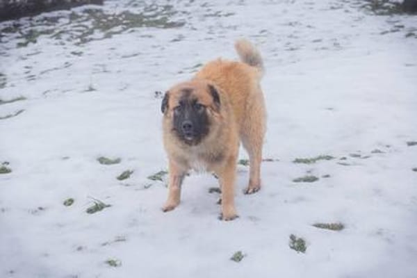HEROY  Ein fröhlicher besonderer Hund sucht seine Menschen