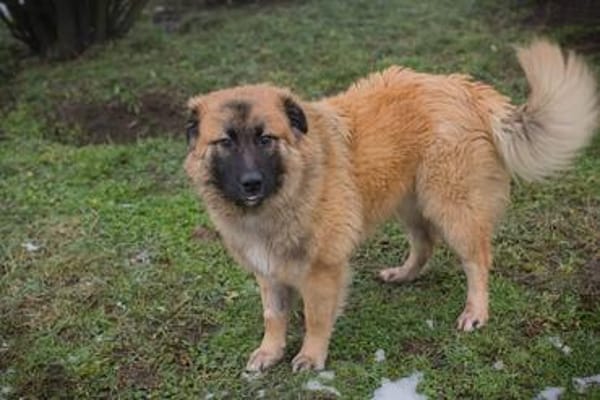 HEROY  Ein fröhlicher besonderer Hund sucht seine Menschen