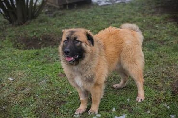 HEROY  Ein fröhlicher besonderer Hund sucht seine Menschen