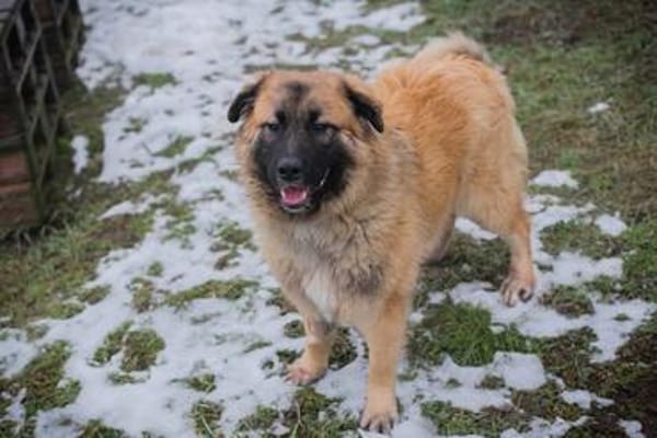 HEROY  Ein fröhlicher besonderer Hund sucht seine Menschen