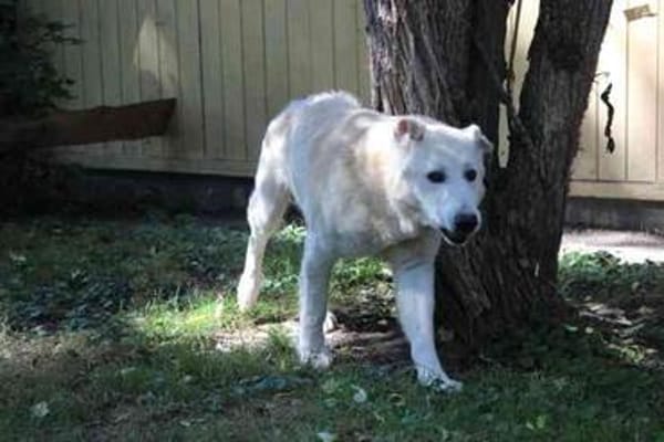 Dagobert lieber Senior su. ruhiges Zuhause
