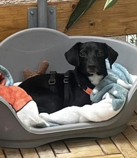 CHARLIE - Nähe und Zuneigung täglich genießen