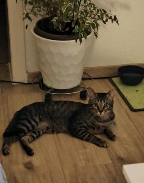 July sucht ein liebevolles Zuhause