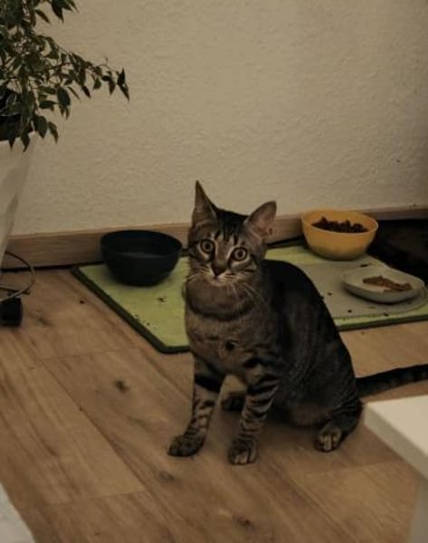 July sucht ein liebevolles Zuhause