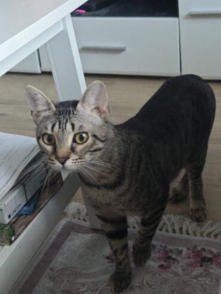 July sucht ein liebevolles Zuhause