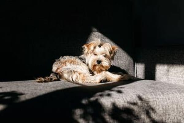Lebensfroher Oskar sucht seine Familie