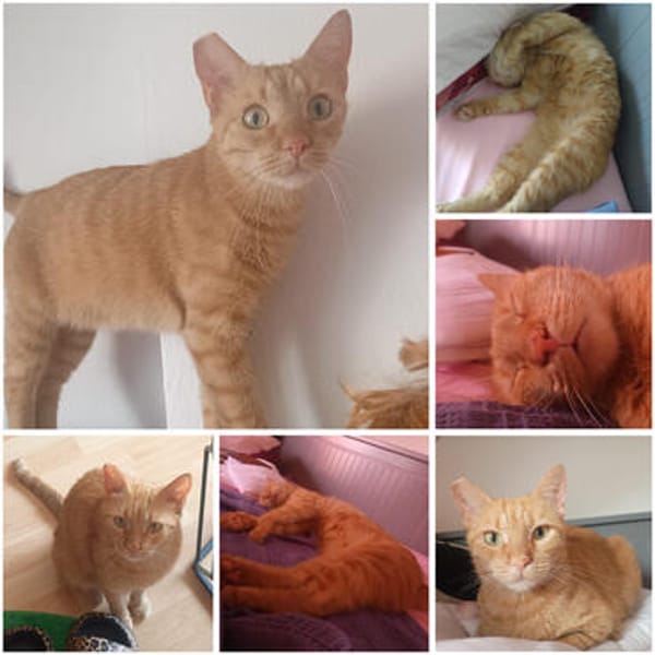 Amelie & Artie  ein liebevolles Dreamte