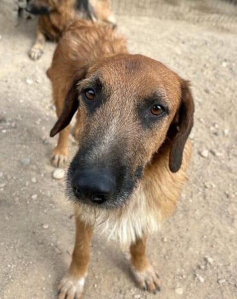 Sanfter ♥ Oscar ♥ wartet schon in 74749 Rosenberg