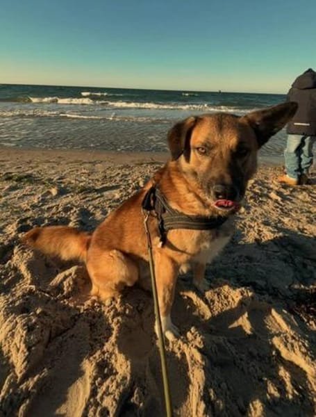 Vito - neues Zuhause gesucht!