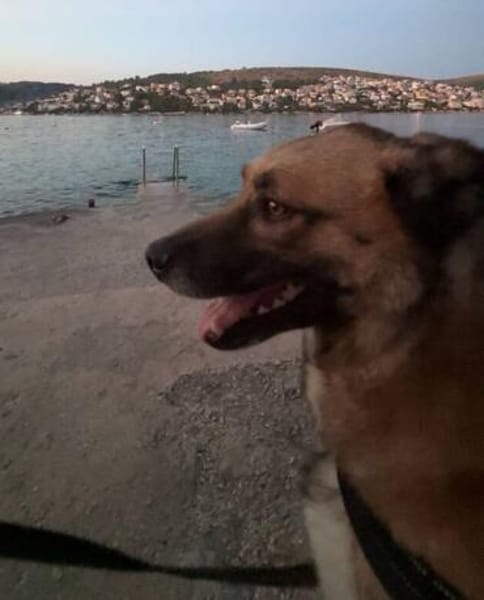 Vito - neues Zuhause gesucht!