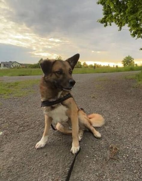 Vito - neues Zuhause gesucht!