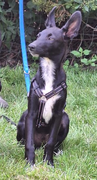 Welpenjunge JUNO ❤