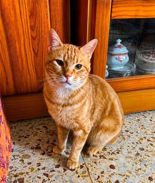 Artur Freundlicher Kater sucht harmonische Familie