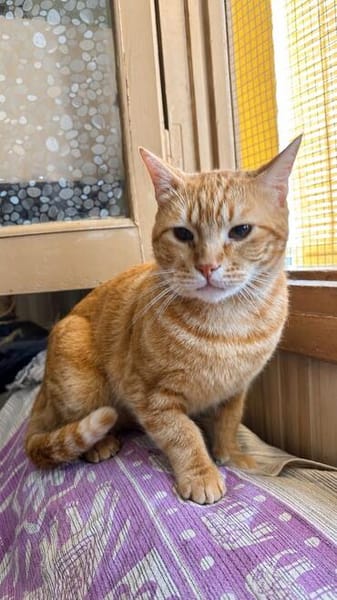 Artur Freundlicher Kater sucht harmonische Familie