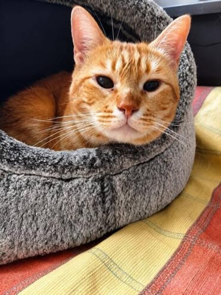 Artur Freundlicher Kater sucht harmonische Familie