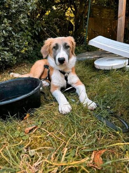 Kuma wartet in 61440 Oberursel auf dich.