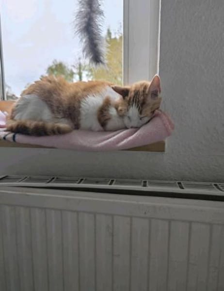 Mogli sucht sein Für-immer-Zuhause
