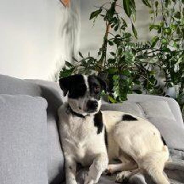 Lise wünscht sich Liebe🐾