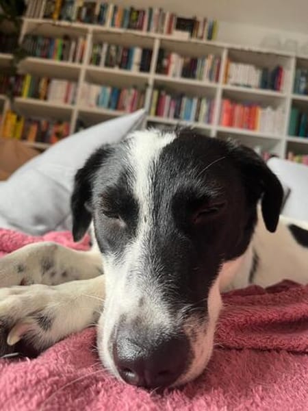 Lise wünscht sich Liebe🐾