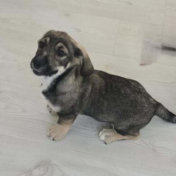 Taro - kleiner Mann sucht neuen Wirkungskreis