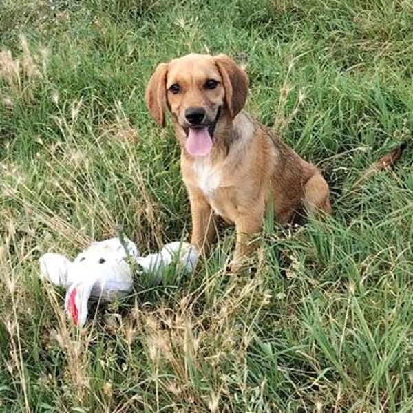 Milla - Körbchen zum Träumen gesucht