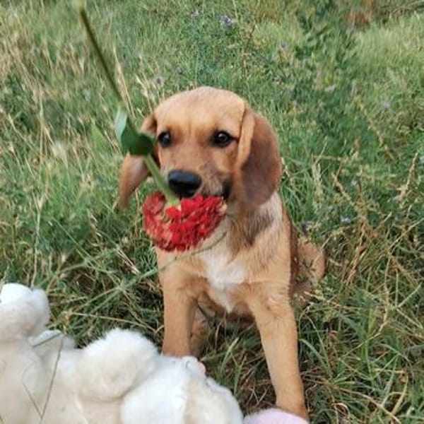 Milla - Körbchen zum Träumen gesucht