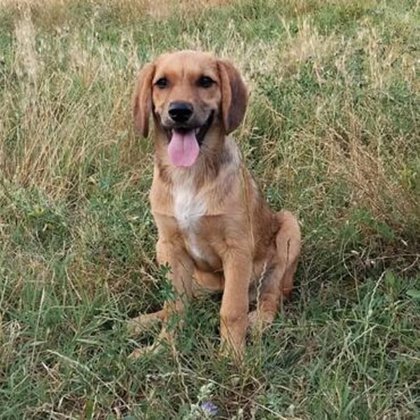 Milla - Körbchen zum Träumen gesucht