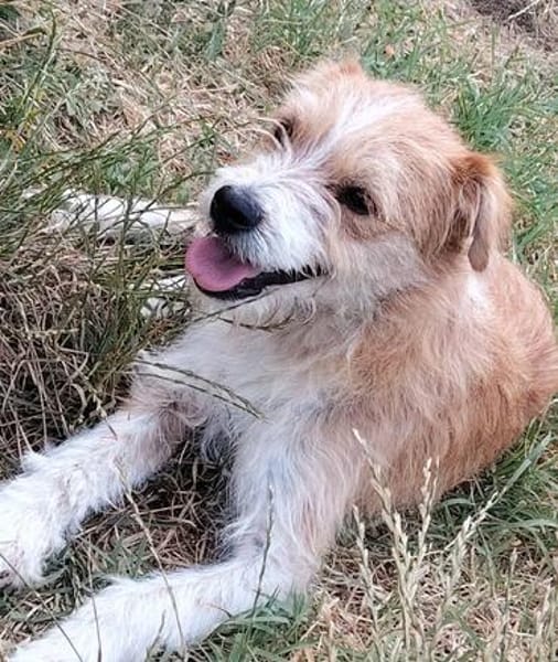 Chiko - junger Mann sucht Familienanschluss
