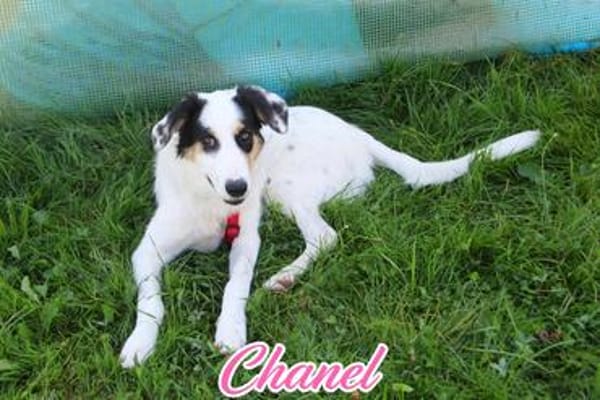 Chanel 47 cm