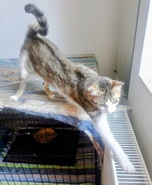 Katze Sara sucht ein Zuhause