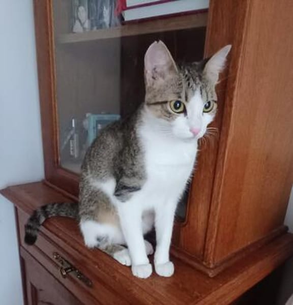 Katze Sara sucht ein Zuhause