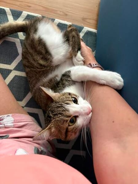 Katze Sara sucht ein Zuhause