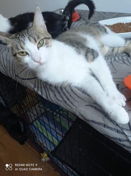 Katze Sara sucht ein Zuhause
