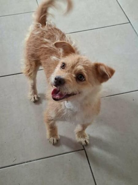 Betty - eine süße Hundedame