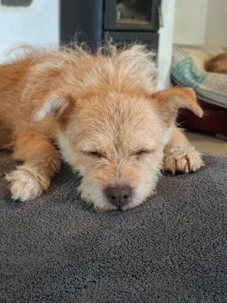 Betty - eine süße Hundedame