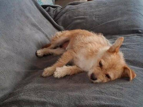 Betty - eine süße Hundedame