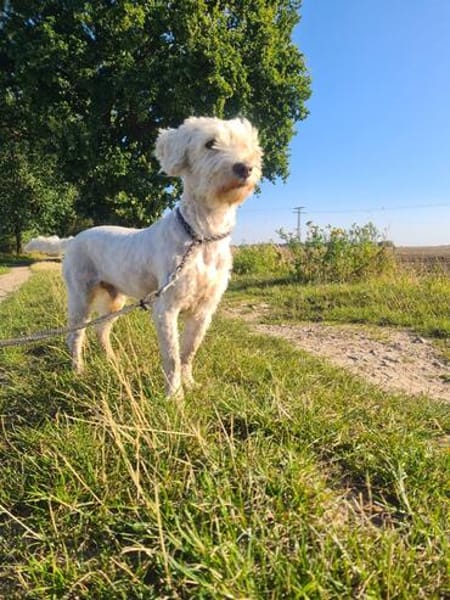 Dobby  sucht Menschen mit Hundeerfahrung
